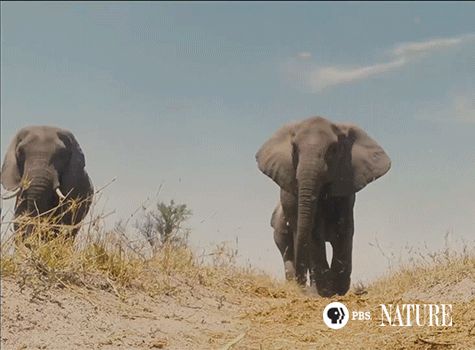 elephants GIF