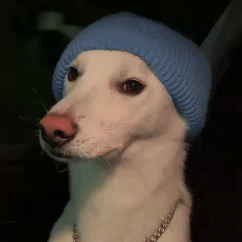 Jindo GIF