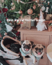 Pug Christmas Greetings GIF