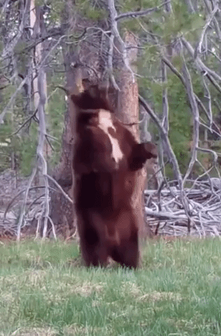 That's the Spot: Bear Finds Just the Right Tree