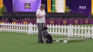 The Masters Obedience Championship At Westminster