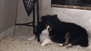 Dogs Sickofyourshit Leavemealone Notimpressed GIF by 421