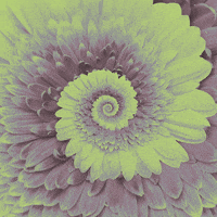 sujetadortapabocas flores flor fractal geometria fractal GIF
