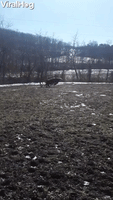 Cow Runs Away With Ring