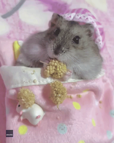 'Breakfast in Bed': Spoiled Hamster Enjoys Snacks From Under the Covers