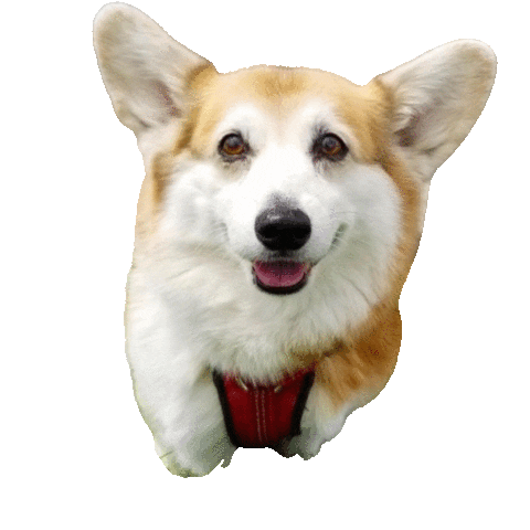 Happy Dog Sticker by Weld Realty