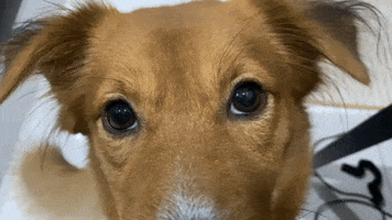 Jonggi dog dog eye dog blink jonggi GIF