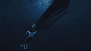 Sperm Whale Swim GIF by Beyond Blue