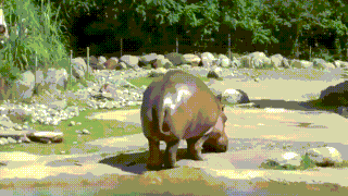 fart hippo GIF