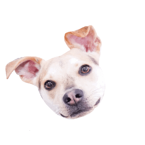 Dunkin Sticker by Simple & Sentimental