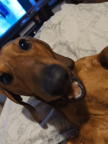 KantoLegend_ happy dog puppy doggo GIF