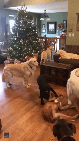 Daycare Dogs Get Christmas Surprise From Santa