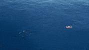 coming let's go GIF by Shark Week