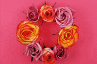subpoprecords animation food music video flowers GIF