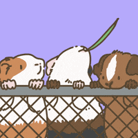 Licht Guineapig GIF
