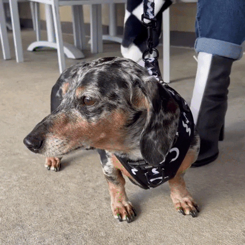 Wiener Dog Dachshund GIF by beangoods