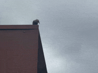 Birds GIF