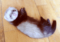 baby GIF