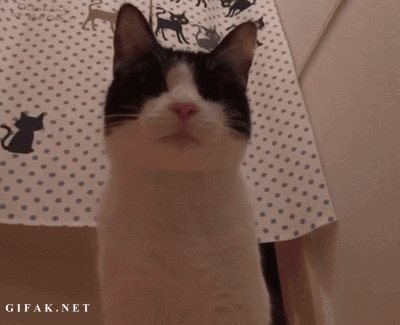 tired cat GIF