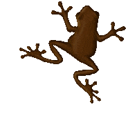 Harry Potter Frog Sticker