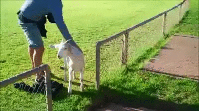 GIF by Random Goat
