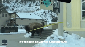  Bison Tears Down Safety Tape 