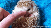 pets hedgehog GIF