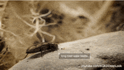 GIF by KQEDScience
