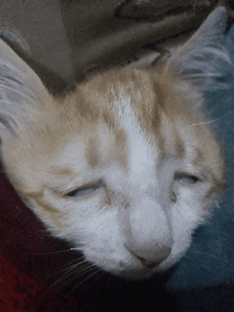 darkillustrations giphygifmaker cat wobble cat weird face GIF