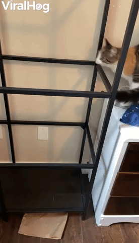 Missing Glass Causes Cat to Crash