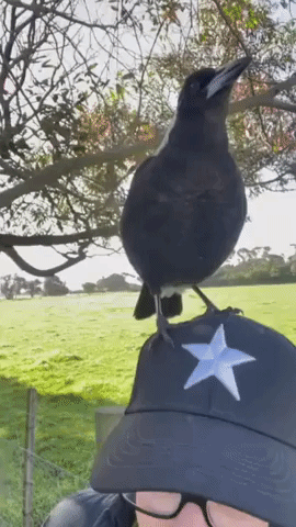 'Average Sunday' in Australia, as Singing Magpie Sits on Woman's Head