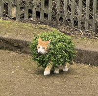 Cat See GIF
