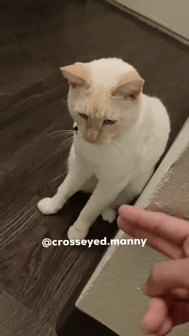 crosseyedmanny cat silly manny siamese GIF
