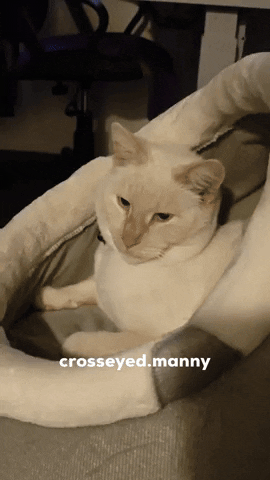 crosseyedmanny cats silly siamese flamepoint GIF