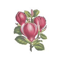 Green Leaves Pink Sticker by elicoelhoshop