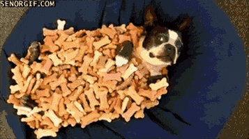 Boston Terriers Dogs GIF