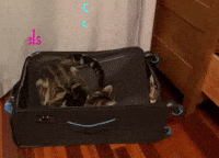 Bon Voyage Travel GIF