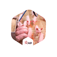 Ap Sticker by GSI Brasil