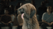 Dogs Kamiq GIF by ŠKODA UK