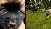 bbc dog puppy bbc puppies GIF