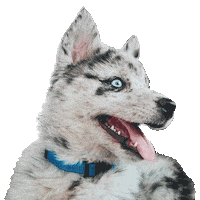 Dance Dog Sticker by Skrillex