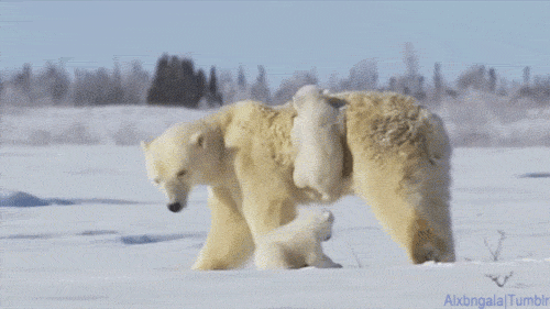 cuteanimalland giphyupload GIF