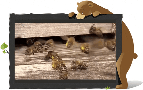 henriapell giphyupload bar honey bees GIF