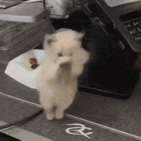 Cat Scuba GIF by Respective