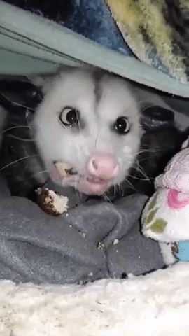 Sweet Opossum Snacks on Donut