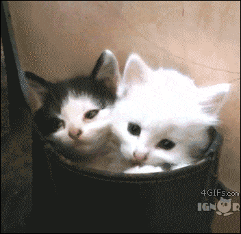 cats cup GIF