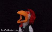 BirdCallRadio angry song chicken stare GIF