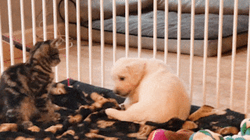 cuteanimalland giphyupload GIF