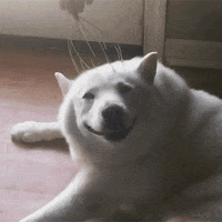 happy dog GIF