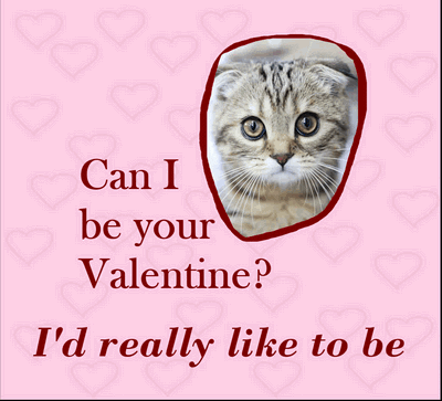 valentines day cat GIF